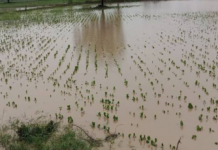 या भागातील 22 लाख शेतकऱ्यांना अतिवृष्टीचा फटका, पंचनामे 39 टक्क्यांवर