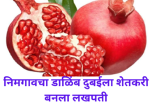 निमगावचा डाळिंब थेट दुबईला… 52 लाखाची कमाई