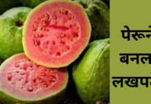 तैवान पेरूच्या लागवडीतून तो बनला लखपती